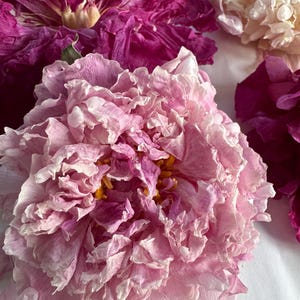 Dried Pink Peony Heads: Pink, Blush and White, Resin, Wedding Decor