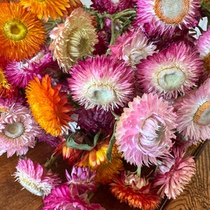Dried Strawflower Stems, Dried Flowers, Dried Flower Heads, Dried Flower Craft Kit, DIY Wedding Decor, Loose Dried Flowers
