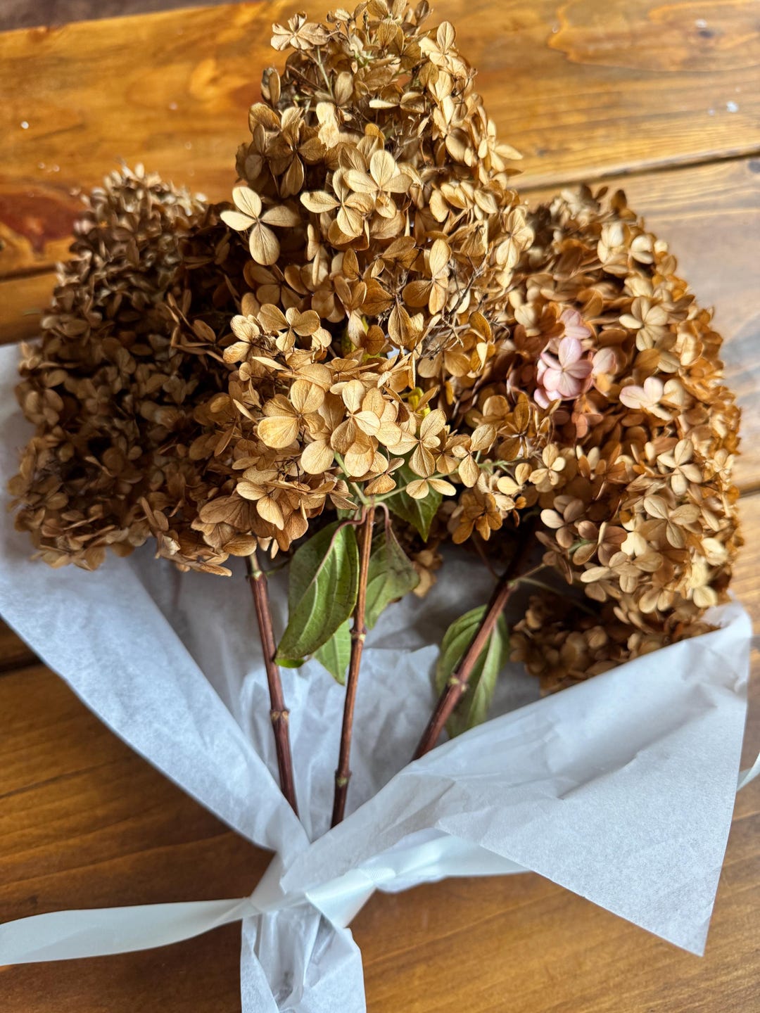 3 Dried Beige Limelight Hydrangea Stems: Flower Heads, DIY Craft Supply ...