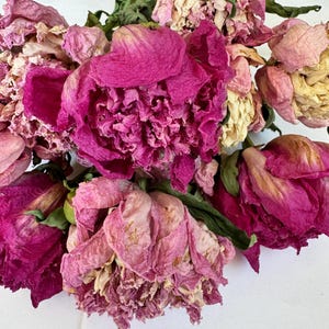 Air Dried Pink Peonies with Stems: Real Flowers for Resin Art & Wedding Decor