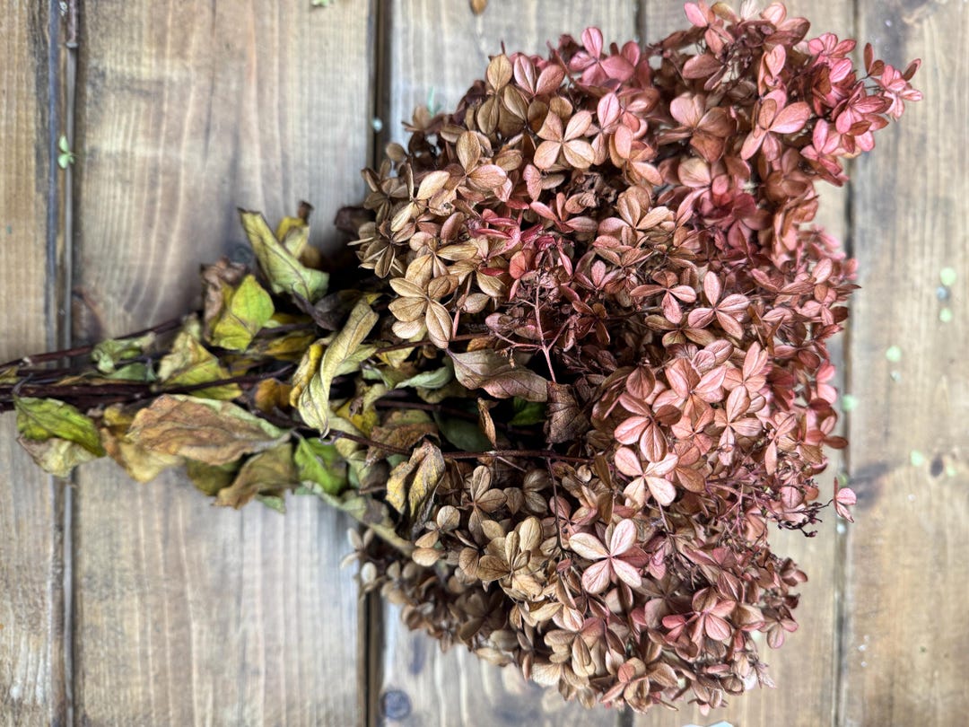 3 Stems Dried Limelight Hydrangea: Beige with Rose Accents