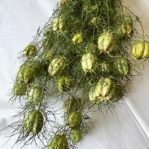Dried Nigella Love-in-a-Mist Pods, Dried Flower Natural Preserved Seed Pods for Floral Crafts, Vase Filler, Wreaths, Home Deco
