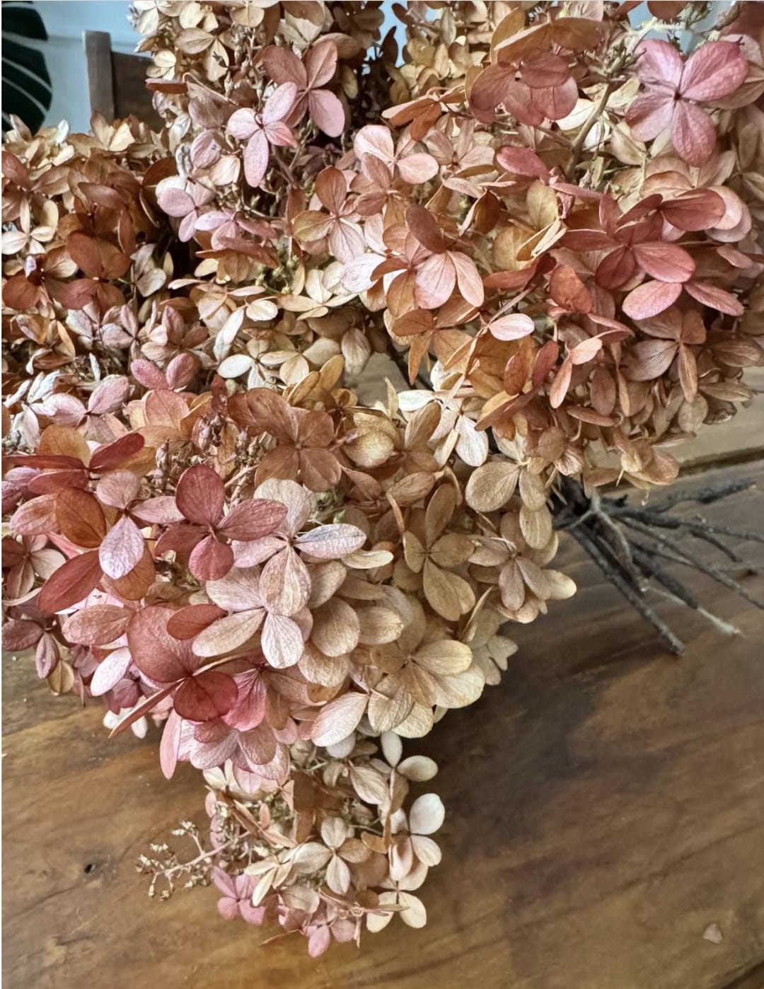3 Stems Dried Limelight, Annabelle Hydrangea: Flowers, Home Decor