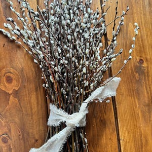 May include: A bunch of pussy willow branches tied together with a white ribbon. The branches have small, fuzzy, white buds.