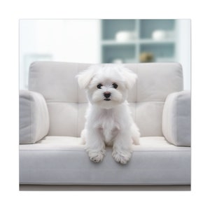 Maltese Serenity Canvas Gallery Wrap