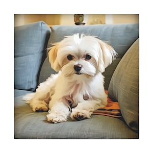 Cozy, Comfy Maltese Puppy Canvas Gallery Wrap