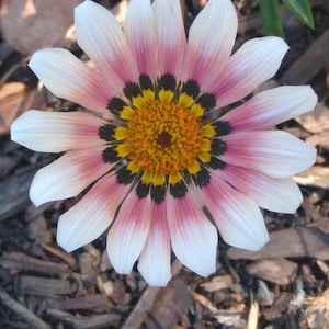 digital wallpapers| screensavers|photos|nature pictures| flower wallpaper