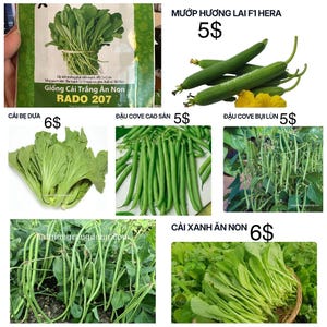 May include: An assortment of fresh vegetables, including green beans, loofah, and leafy greens. The image also features seed packets with text in Vietnamese, showcasing various crop varieties.