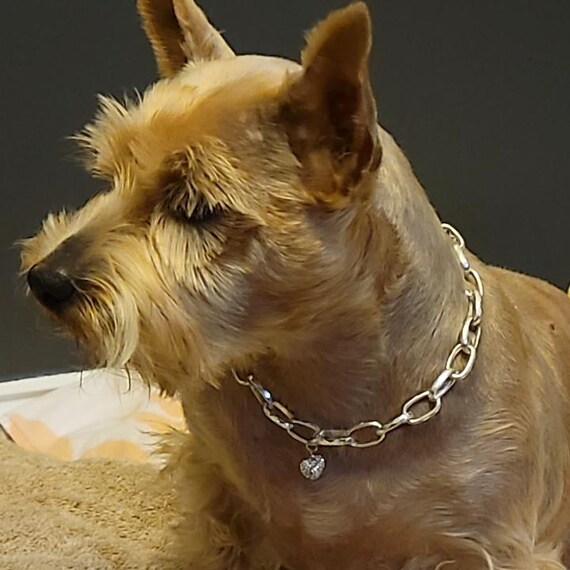 Pet Jewelry, Accessories for Pets, Cat and Dog Neckwear