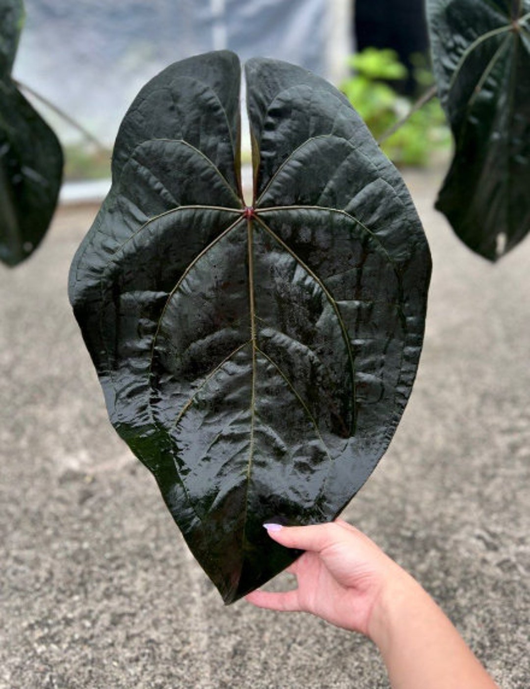 Variegated Plants Rare Anthurium Ace of Spades Dark Form - Etsy
