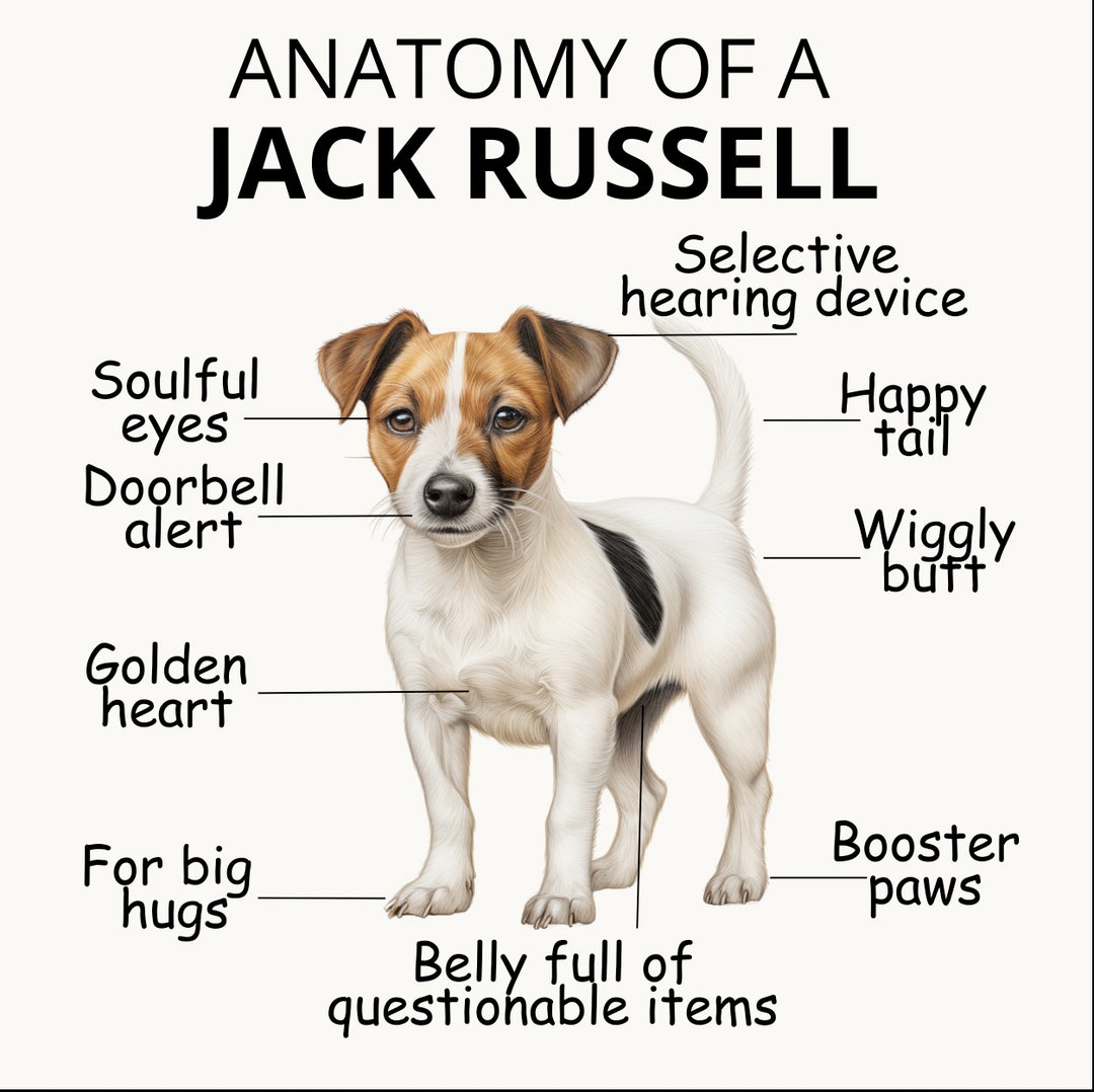 Charming Jack Russell Print With Humorous Captions DIY Wall Art for