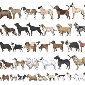 Dog Breeds Collection, a wonderful picture of 50 breeds, just to print and hang!
