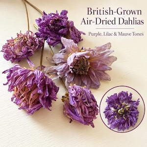 May include: A collection of air-dried dahlia flowers in purple, lilac, and mauve tones with thin stems. The text reads: British-Grown Air-Dried Dahlias, Purple, Lilac & Mauve Tones. One flower is shown in a circular inset on the bottom right.