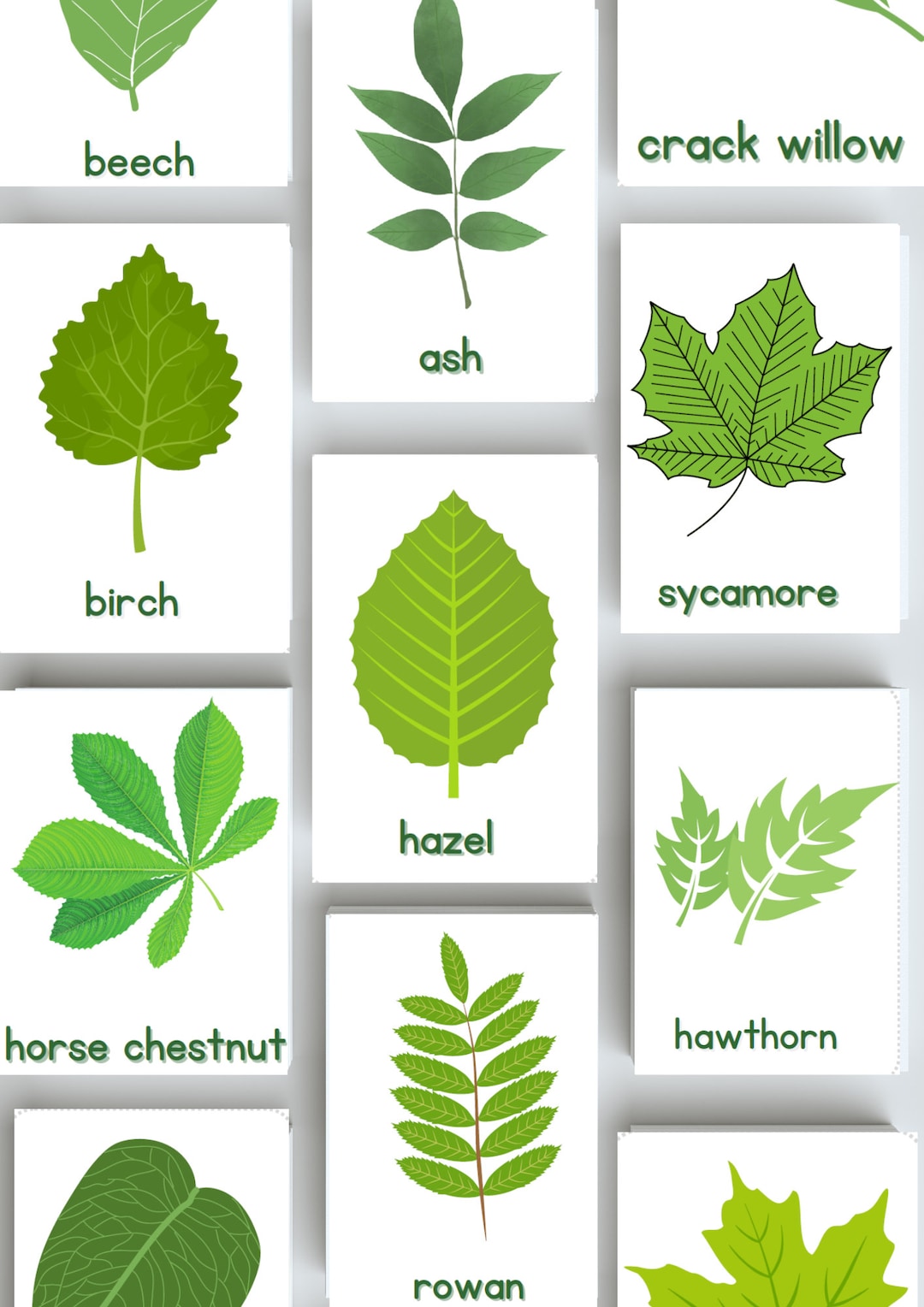 British Leaf Identification Flash Cards - Etsy