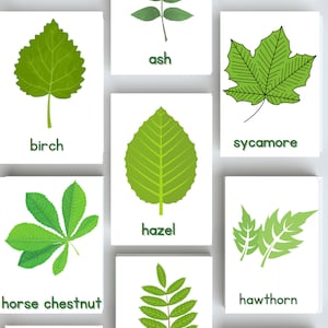 British leaf identification flash cards