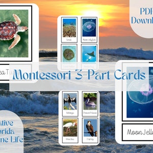 Montessori 3 Part Cards Native Florida Marine Life