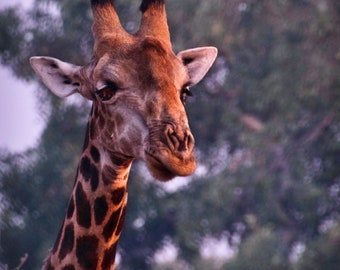 Female Giraffe, Color