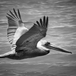 Pelican Flying, Cabo San Lucas, Mexico