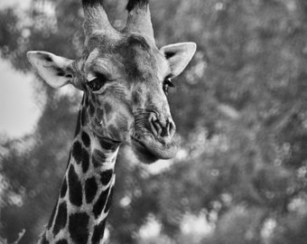 Female Giraffe, Black and White