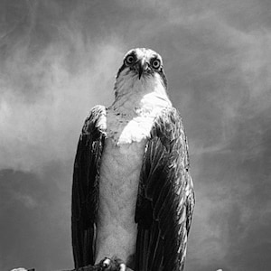 Osprey On a Branch, Black and White.