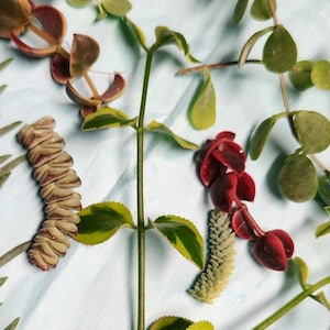 May include: A collection of succulent plants with green, red, and variegated leaves. The plants are arranged on a light blue background.