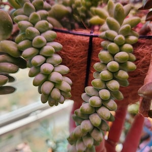 May include: A close-up of a succulent plant with long, trailing stems and fleshy, green leaves. The plant is growing in a brown pot with a woven texture.