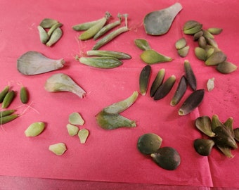 BULK assortment of 50 succulent leaves for propagation