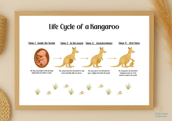 Kangaroo Birth Cycle