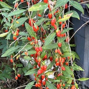 Goji Berry live cuttings 10 Pack Organic Wolfberry Bunch for Gardening & Juicing Superfood + Bonus Raspberry Plant edible landscape gift