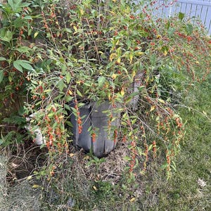 Puede incluir: Una exuberante planta verde con ramas largas y delgadas cargadas de peque&ntilde;as y vibrantes bayas rojas. La planta est&aacute; en un contenedor de madera desgastado, con una valla de madera y una valla blanca en el fondo.