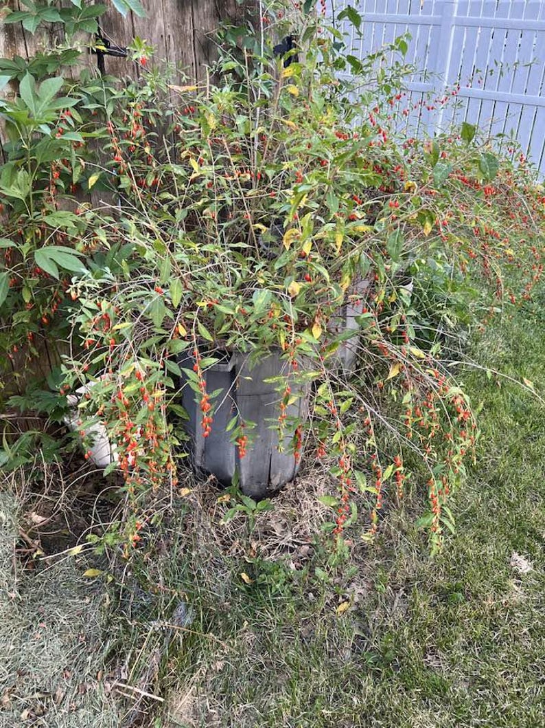 Puede incluir: Una exuberante planta verde con ramas largas y delgadas cargadas de peque&ntilde;as y vibrantes bayas rojas. La planta est&aacute; en un contenedor de madera desgastado, con una valla de madera y una valla blanca en el fondo.