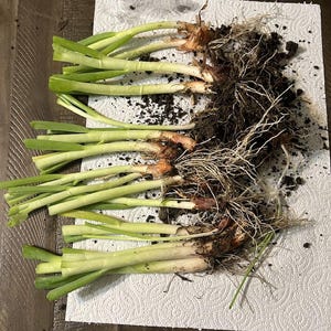 Puede incluir: Cebolletas reci&eacute;n cosechadas con ra&iacute;ces y tierra adherida, sobre una servilleta de papel blanca. Los tallos verdes son vibrantes, contrastando con las ra&iacute;ces marrones y la tierra oscura. Una vista de cerca del producto org&aacute;nico.