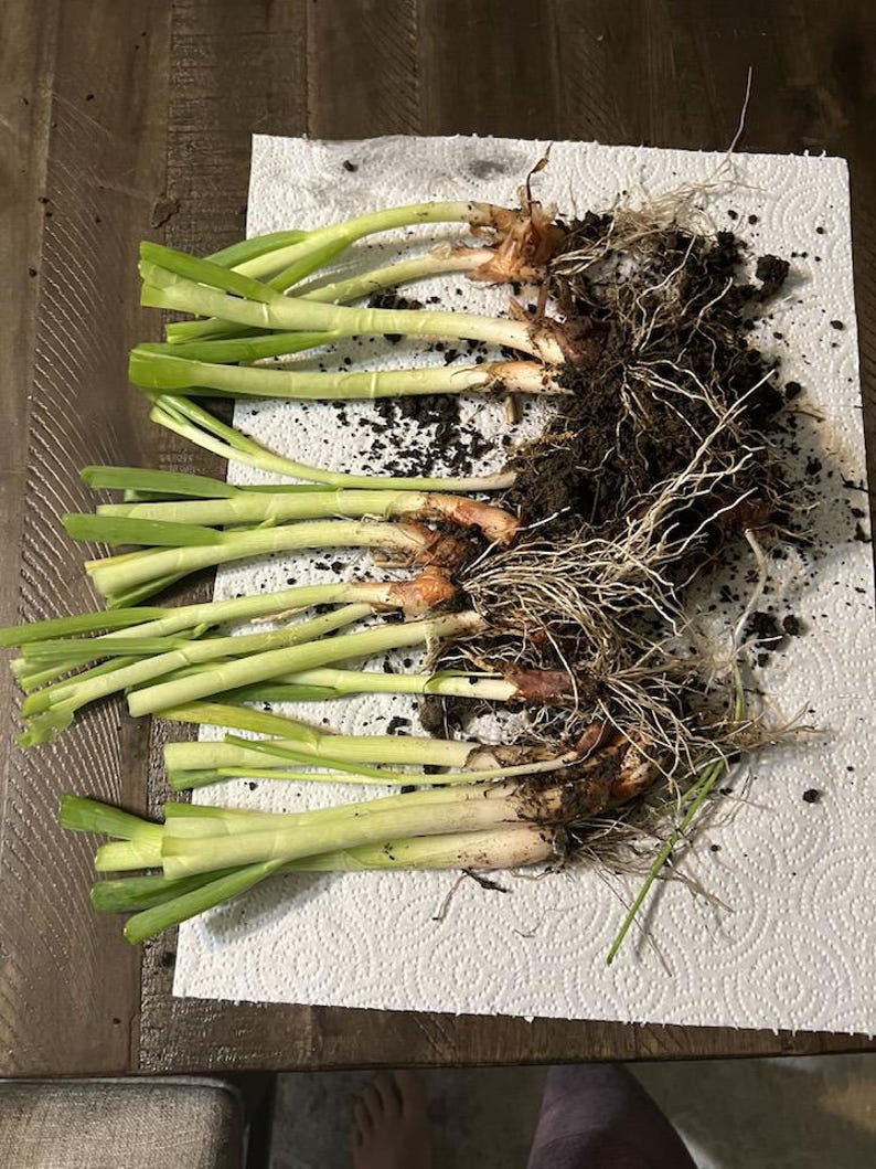 Puede incluir: Cebolletas reci&eacute;n cosechadas con ra&iacute;ces y tierra adherida, sobre una servilleta de papel blanca. Los tallos verdes son vibrantes, contrastando con las ra&iacute;ces marrones y la tierra oscura. Una vista de cerca del producto org&aacute;nico.