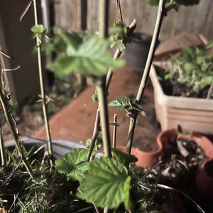Puede incluir: Primer plano de una planta en maceta con varios tallos finos y marrones. Los tallos tienen peque&ntilde;as hojas verdes que emergen. La planta est&aacute; en una maceta oscura con otras plantas y una valla de madera en el fondo. Las hojas son de un verde vibrante.