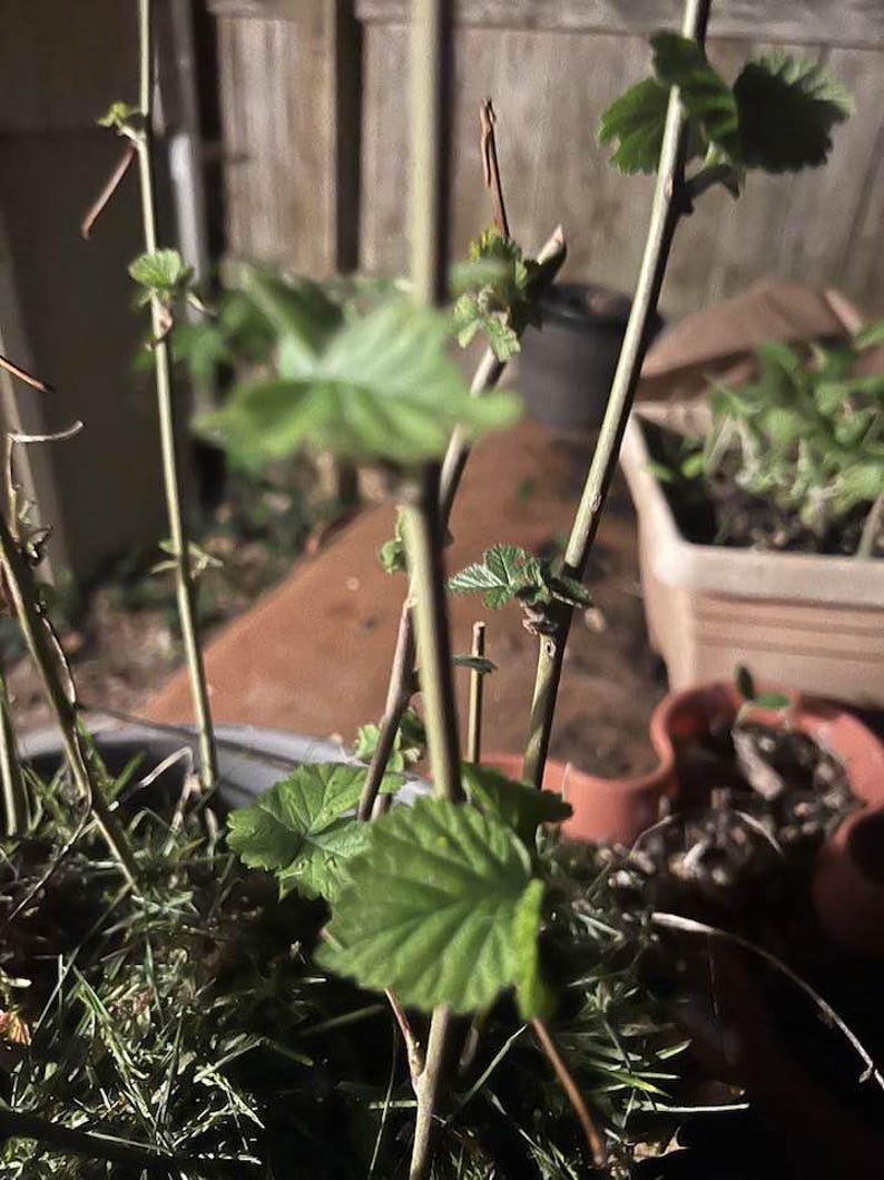 Puede incluir: Primer plano de una planta en maceta con varios tallos finos y marrones. Los tallos tienen peque&ntilde;as hojas verdes que emergen. La planta est&aacute; en una maceta oscura con otras plantas y una valla de madera en el fondo. Las hojas son de un verde vibrante.