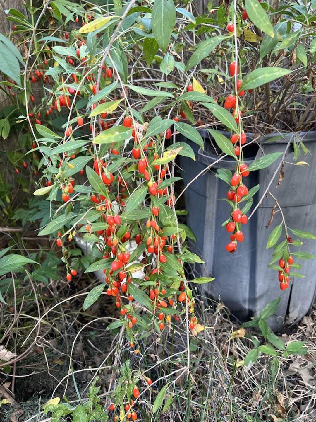 Organic Goji Berry Cuttings (10 Pack) + Bonus Raspberry Cutting - Etsy