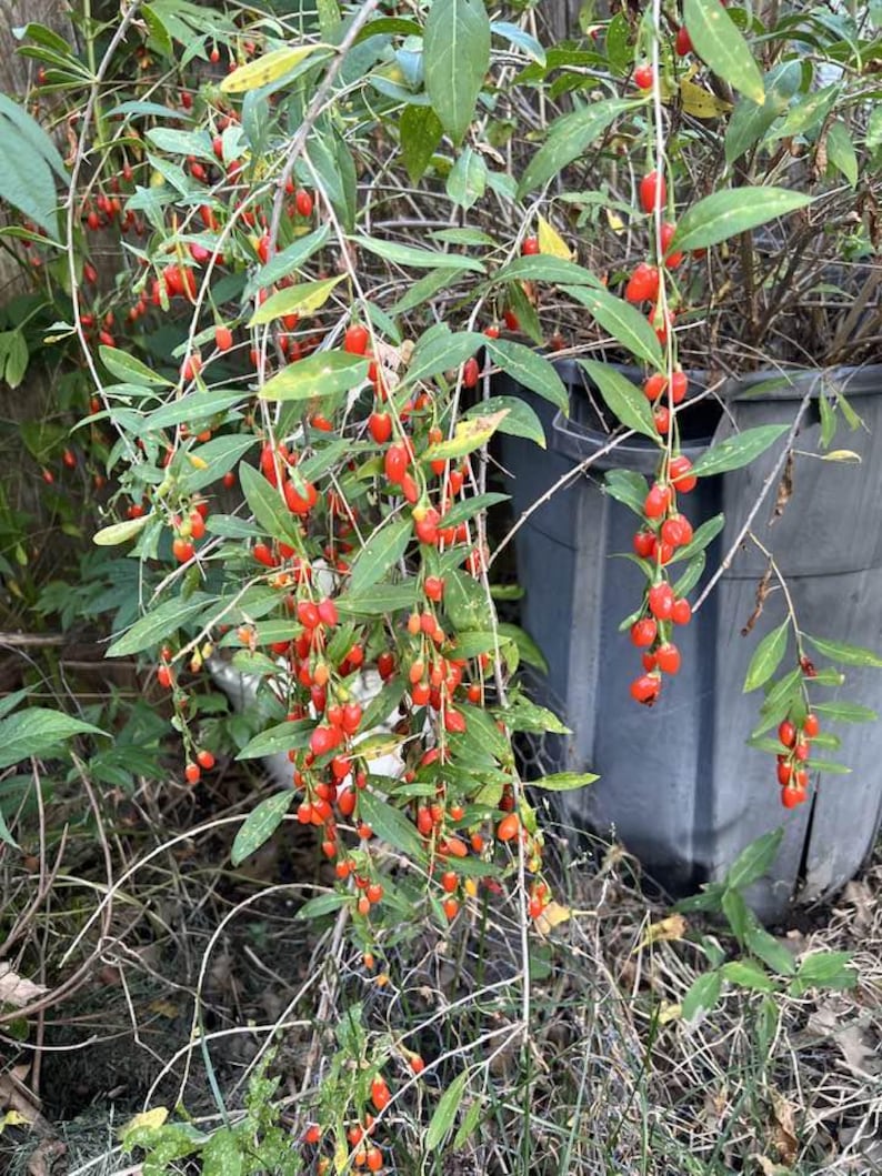 Puede incluir: Primer plano de una planta con hojas verdes largas y racimos de bayas rojas brillantes. Las bayas son de forma ovalada y cuelgan en racimos de las ramas de la planta. La planta est&aacute; en un entorno natural al aire libre.