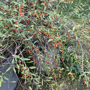 Puede incluir: Un arbusto exuberante cargado de bayas de color rojo brillante. La planta tiene ramas largas y delgadas con hojas verdes peque&ntilde;as. Las bayas son de forma ovalada y agrupadas a lo largo de los tallos. El arbusto est&aacute; en un entorno natural al aire libre.
