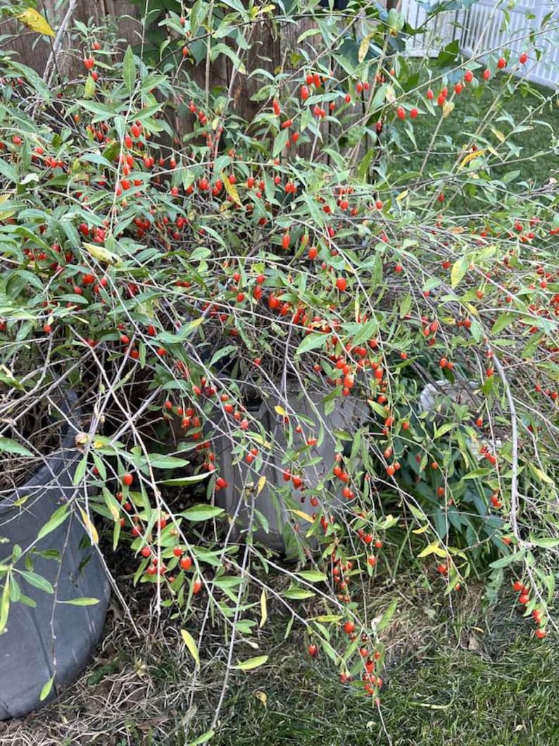 Puede incluir: Un arbusto exuberante cargado de bayas de color rojo brillante. La planta tiene ramas largas y delgadas con hojas verdes peque&ntilde;as. Las bayas son de forma ovalada y agrupadas a lo largo de los tallos. El arbusto est&aacute; en un entorno natural al aire libre.