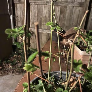 Puede incluir: Primer plano de una planta en maceta con varios tallos finos y marrones y peque&ntilde;as hojas verdes. La planta est&aacute; en una maceta gris oscuro, con una valla de madera y una superficie marr&oacute;n en el fondo.