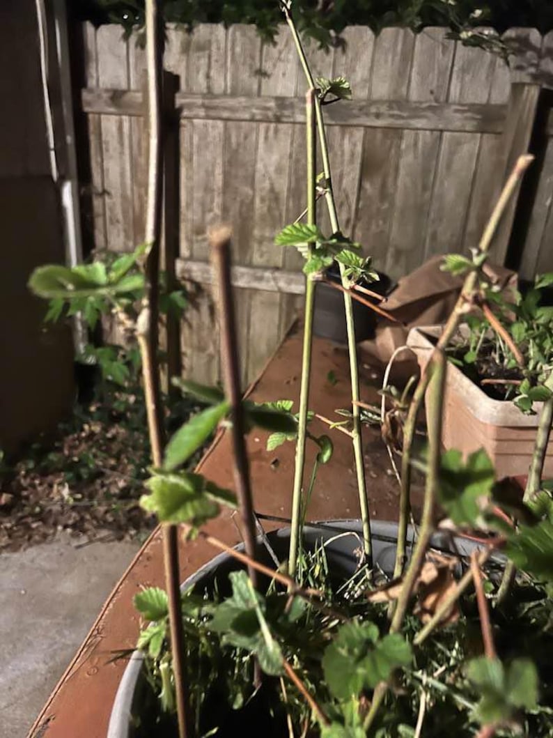 Puede incluir: Primer plano de una planta en maceta con varios tallos finos y marrones y peque&ntilde;as hojas verdes. La planta est&aacute; en una maceta gris oscuro, con una valla de madera y una superficie marr&oacute;n en el fondo.
