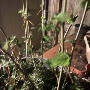 Puede incluir: Primer plano de una planta en maceta con tallos finos y marrones y peque&ntilde;as hojas verdes. La planta est&aacute; en un recipiente oscuro, con otras plantas y una valla de madera al fondo. La imagen est&aacute; tomada con poca luz.