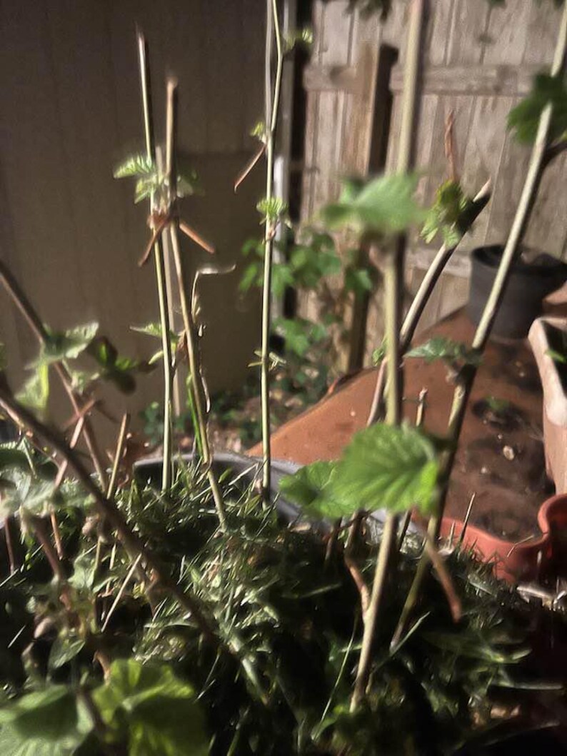 Puede incluir: Primer plano de una planta en maceta con tallos finos y marrones y peque&ntilde;as hojas verdes. La planta est&aacute; en un recipiente oscuro, con otras plantas y una valla de madera al fondo. La imagen est&aacute; tomada con poca luz.