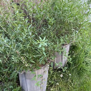 Puede incluir: Dos macetas de pl&aacute;stico gris rebosantes de exuberantes plantas verdes. Las plantas tienen hojas largas y delgadas y est&aacute;n densamente empaquetadas. Las macetas est&aacute;n situadas en una zona cubierta de hierba con una valla de madera al fondo.