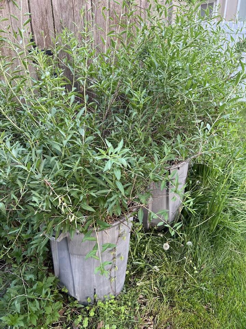 Puede incluir: Dos macetas de pl&aacute;stico gris rebosantes de exuberantes plantas verdes. Las plantas tienen hojas largas y delgadas y est&aacute;n densamente empaquetadas. Las macetas est&aacute;n situadas en una zona cubierta de hierba con una valla de madera al fondo.