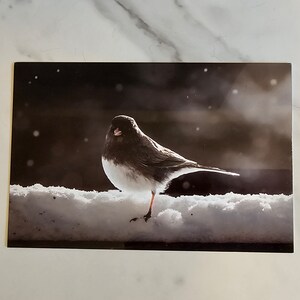 May include: A black and white bird with a red beak stands on a snow-covered surface. The bird is facing the left side of the image. The background is a dark, blurry, and snowy scene.