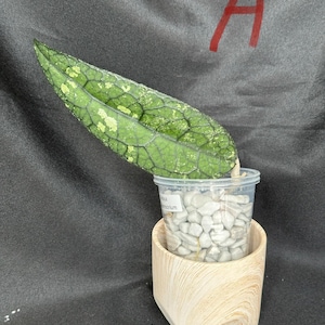 Hoya Clemensorium