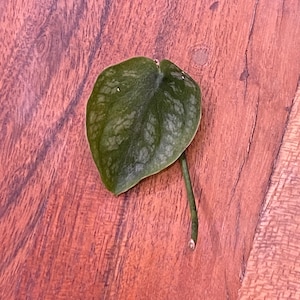 Puede incluir: Una sola hoja verde con variegación blanca, sobre una superficie de madera marrón.