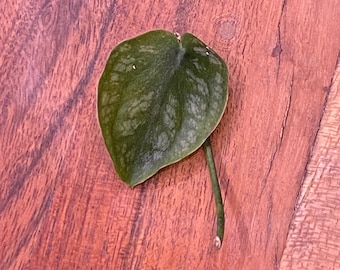 Monstera Dubia cutting (single leaf internode unrooted cutting)