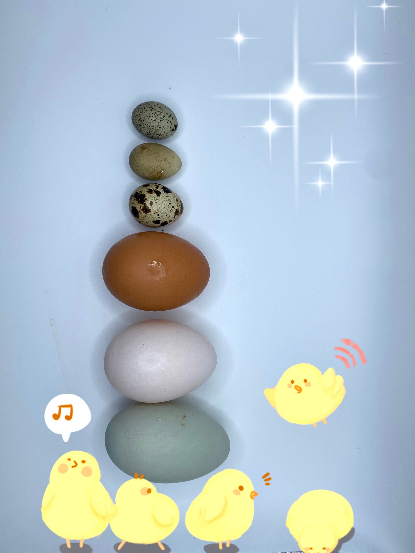 Premium Unfertilized Button Quail Eggs Perfect for Pet Food African Egg
